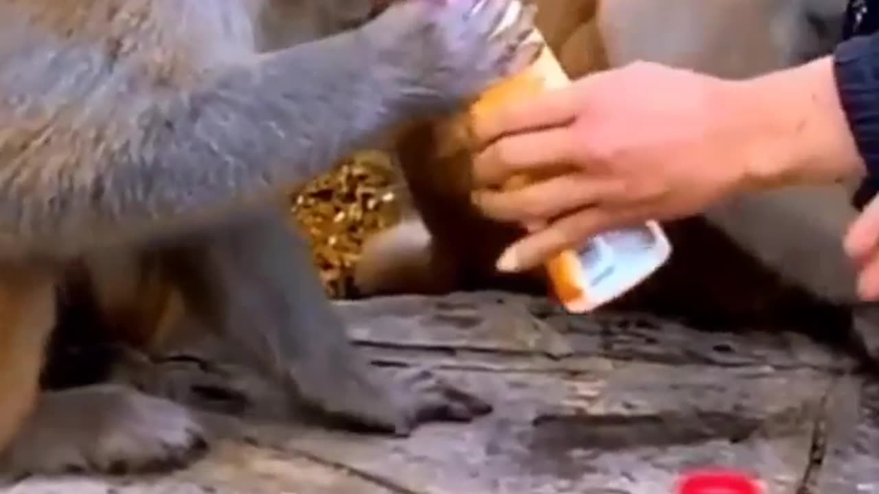 Funny monkey