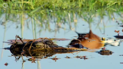 Jacana Dad Rescues his Chicks from a Crocodile