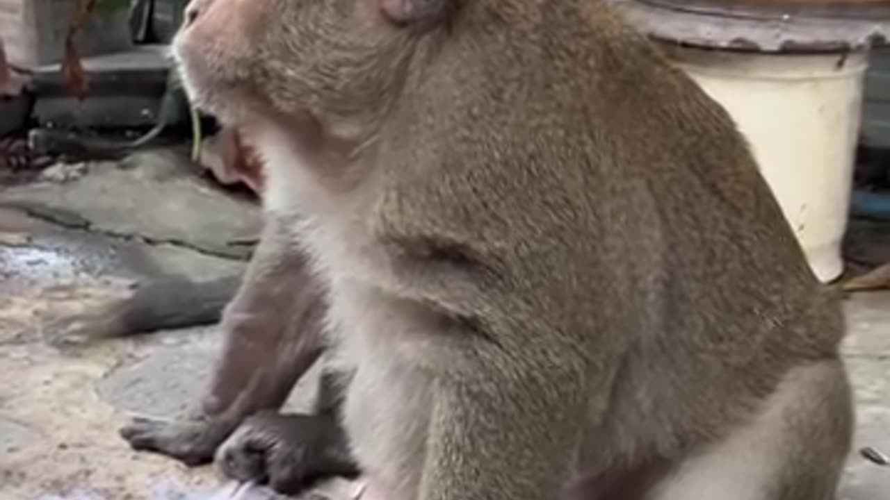 Buddhist monk takes care of monkey