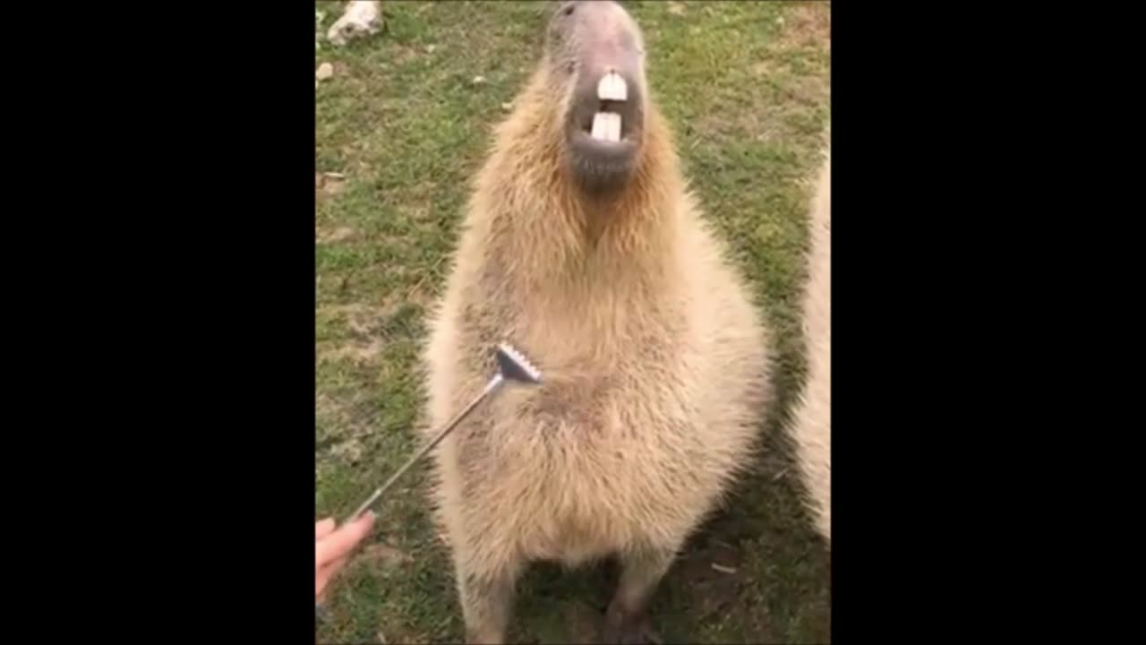 A capybara's hilarious reaction to being tickled