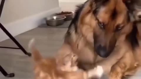 Cat vs dogs