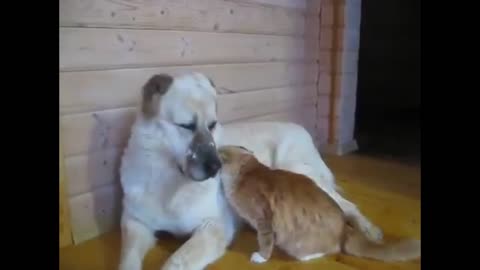 Dog and cat relation