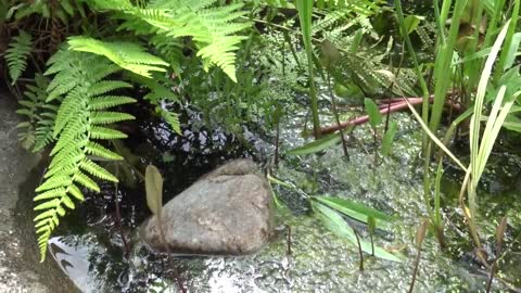 How To Clean Garden Stones - Part 1