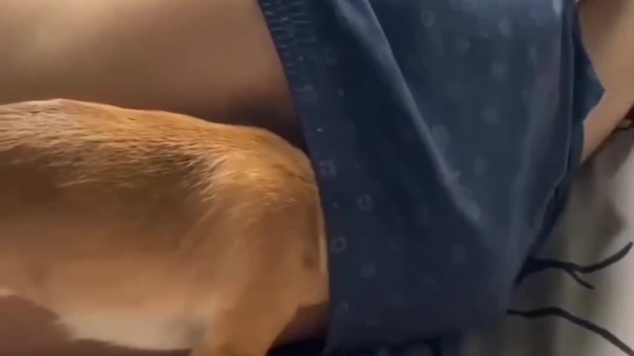 Fani doge