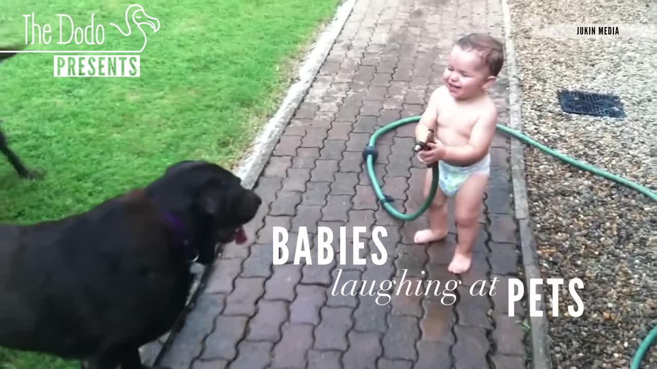 The funny baby's Entertainment Dog&vCats!!!!