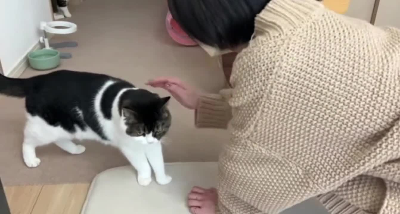 The Mid-Autumn Festival is coming, come and play with my cat