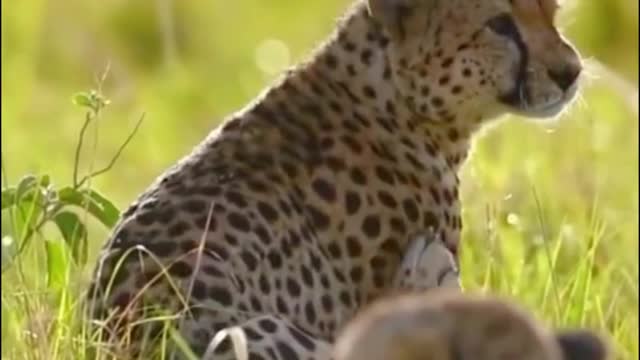 This is a close-up of cheetahs, and they have really nice lines on them.