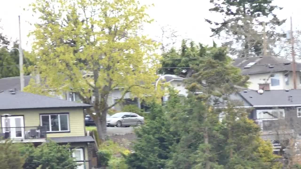 Ross Goose being chased by a Bald Eagle, Panama Flats, Victoria BC