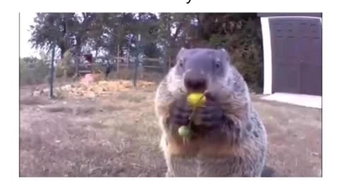 The groundhog stole the farmer's crop and ate it in front of his security cameras