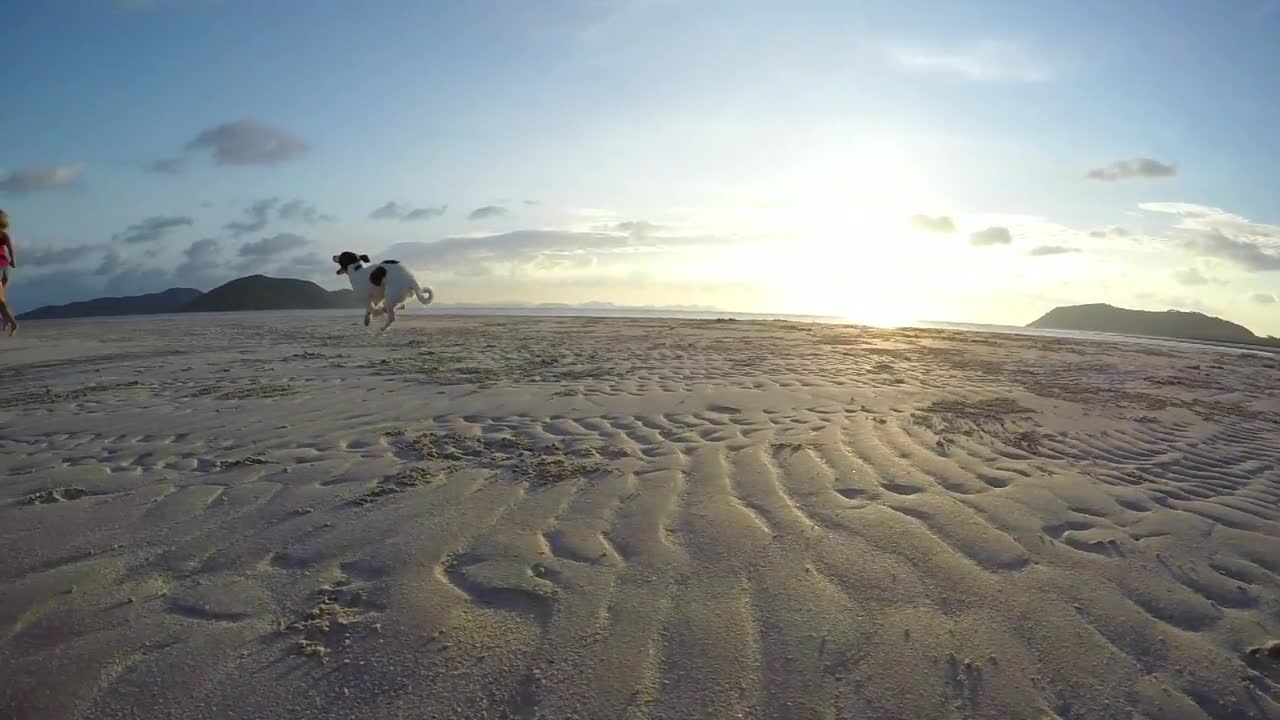 free dog on the beach