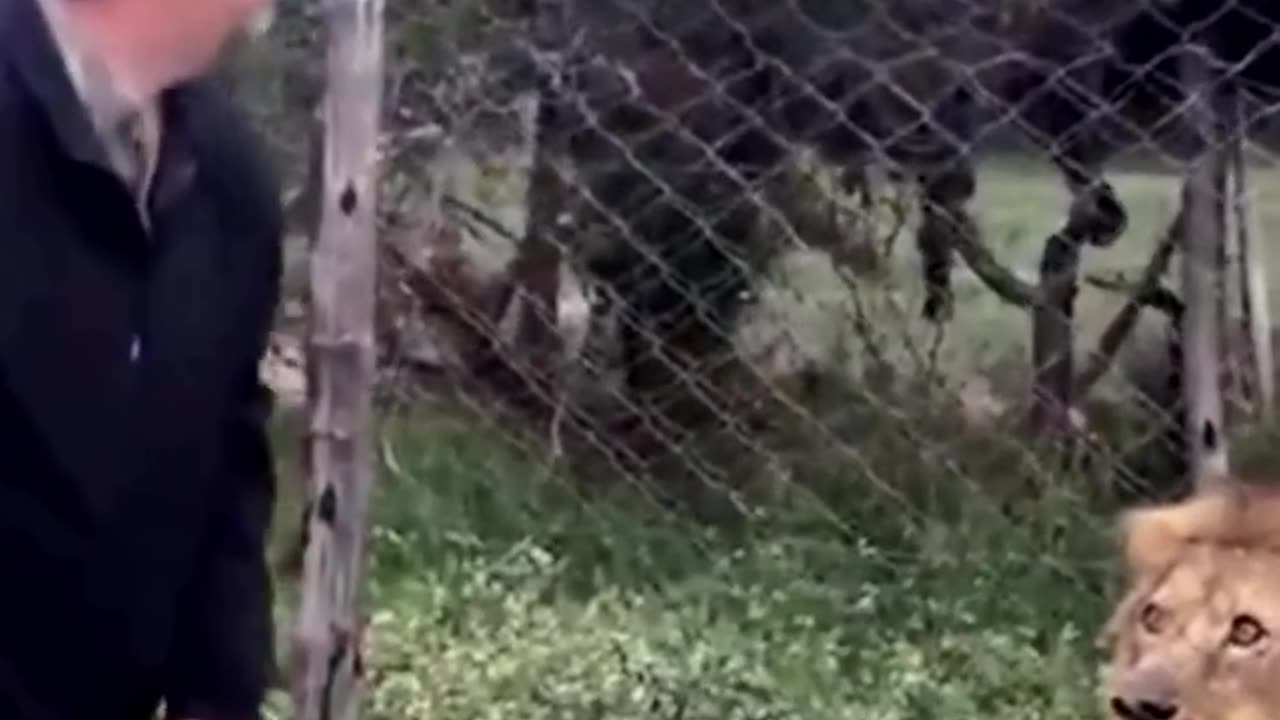 The dangerous look of the king of the jungle