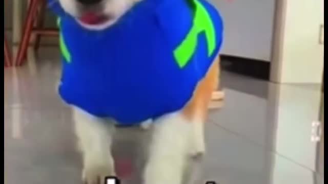Do you think this dog is cute @TaiRebuilds