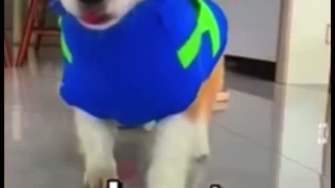 Do you think this dog is cute @TaiRebuilds