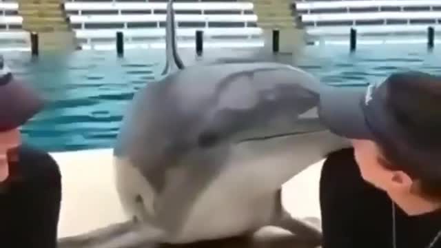 Cute Dolphin kissing girls ,funny