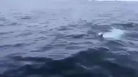 beluga plays fetch with guy on a boat.