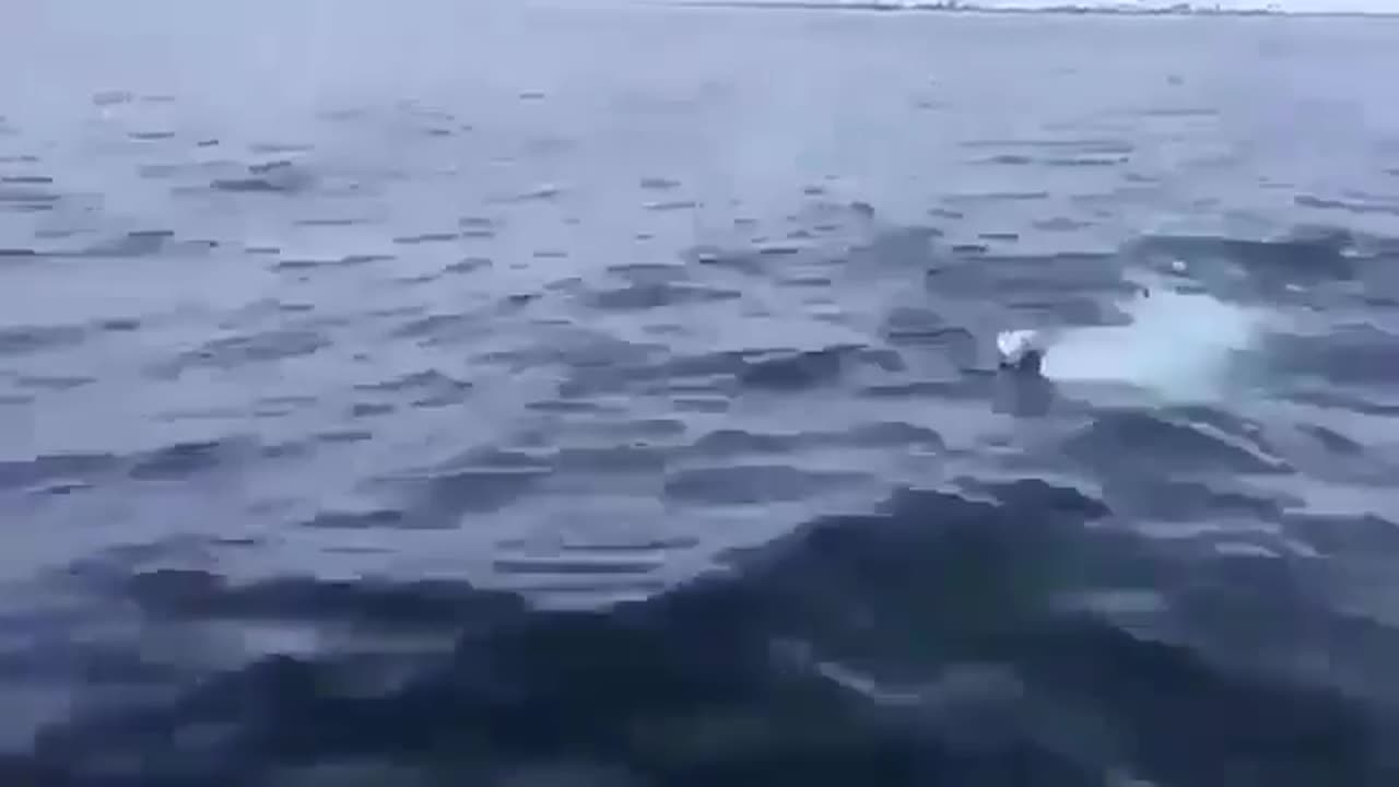 beluga plays fetch with guy on a boat.