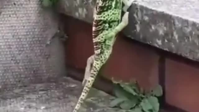 Funny Animals