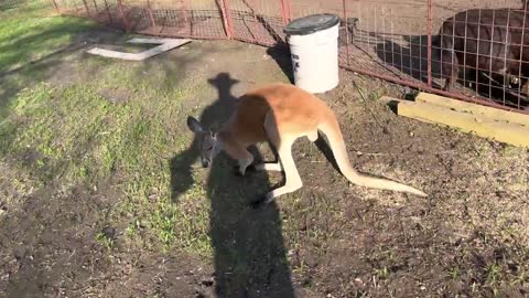 How to Fight a Kangaroo (and talk to eggs)1