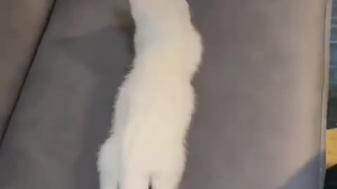 Cute cats video compilation 105