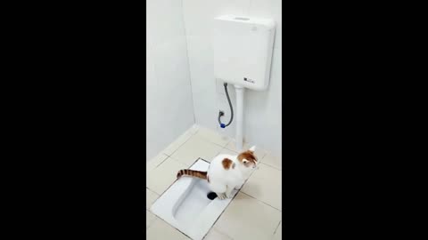 Funny animals - Funny cats / dogs - Funny animal videos 2023 9