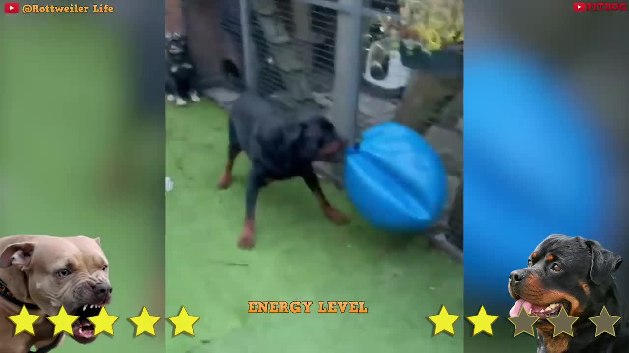 Pitbull Vs Rottweiler Comparison _ Rottweiler vs Pitbull - PITDOG