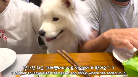 My dog embarrasses me every time a guest comes over