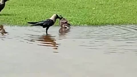Asian Crow