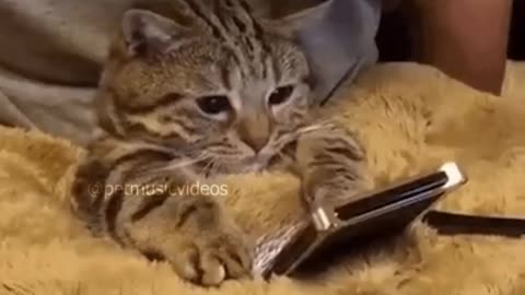 Funny Cats and Dogs