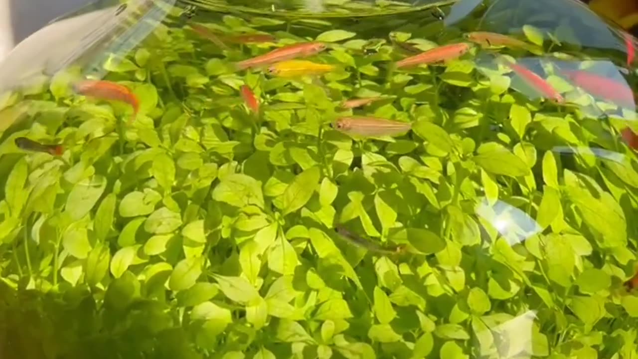 Small fish and grass can also heal life.💚