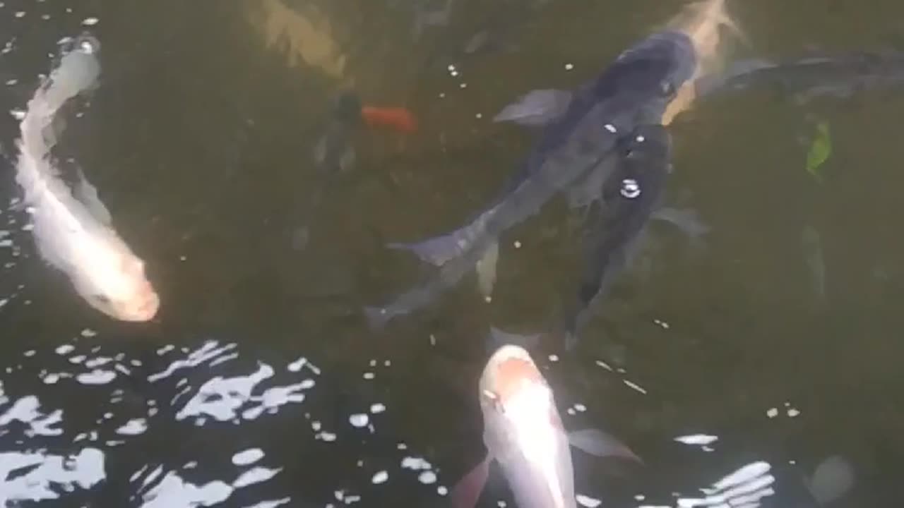 it's fun to feed tilapia fish