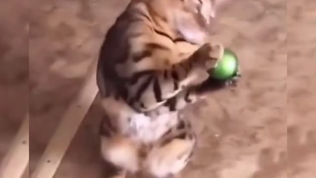 Record funny moments of cute pets