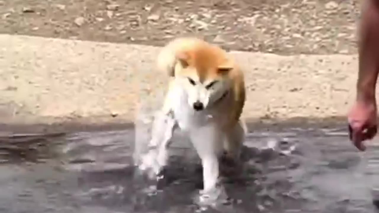 FUNNY ANIMALS VIDEO