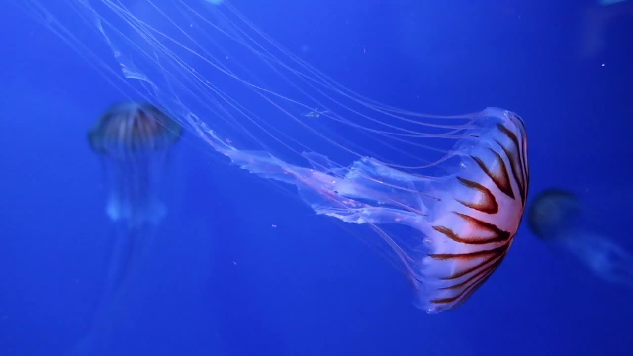 Wow # Jellyfish distinctive beautiful color#