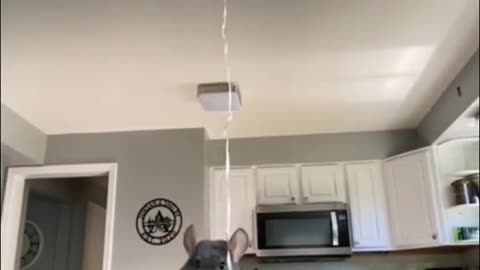Collection of cute animals