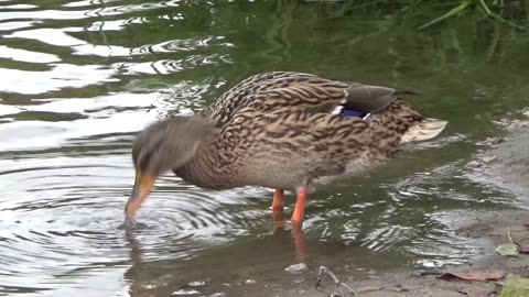 Ducks In A Pond