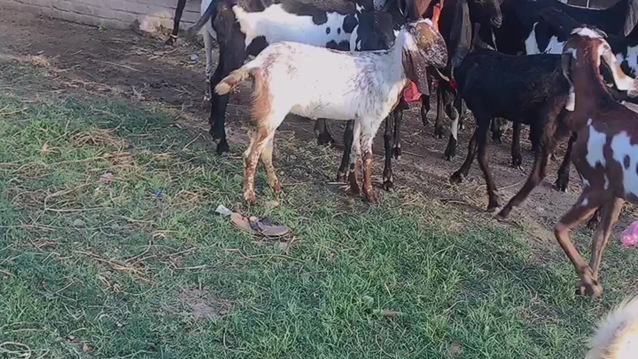 Goat farming