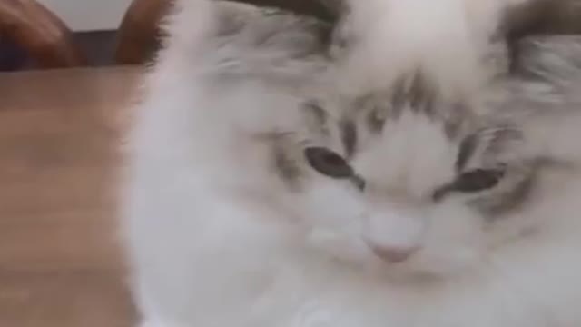 Try_Not_To_Laugh_Challenge_😂_Funny_Cat_compilation