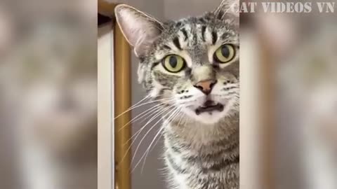 Funniest Cats and Dogs Compilation | Best Funniest Video 2023 | Funny Animal Videos