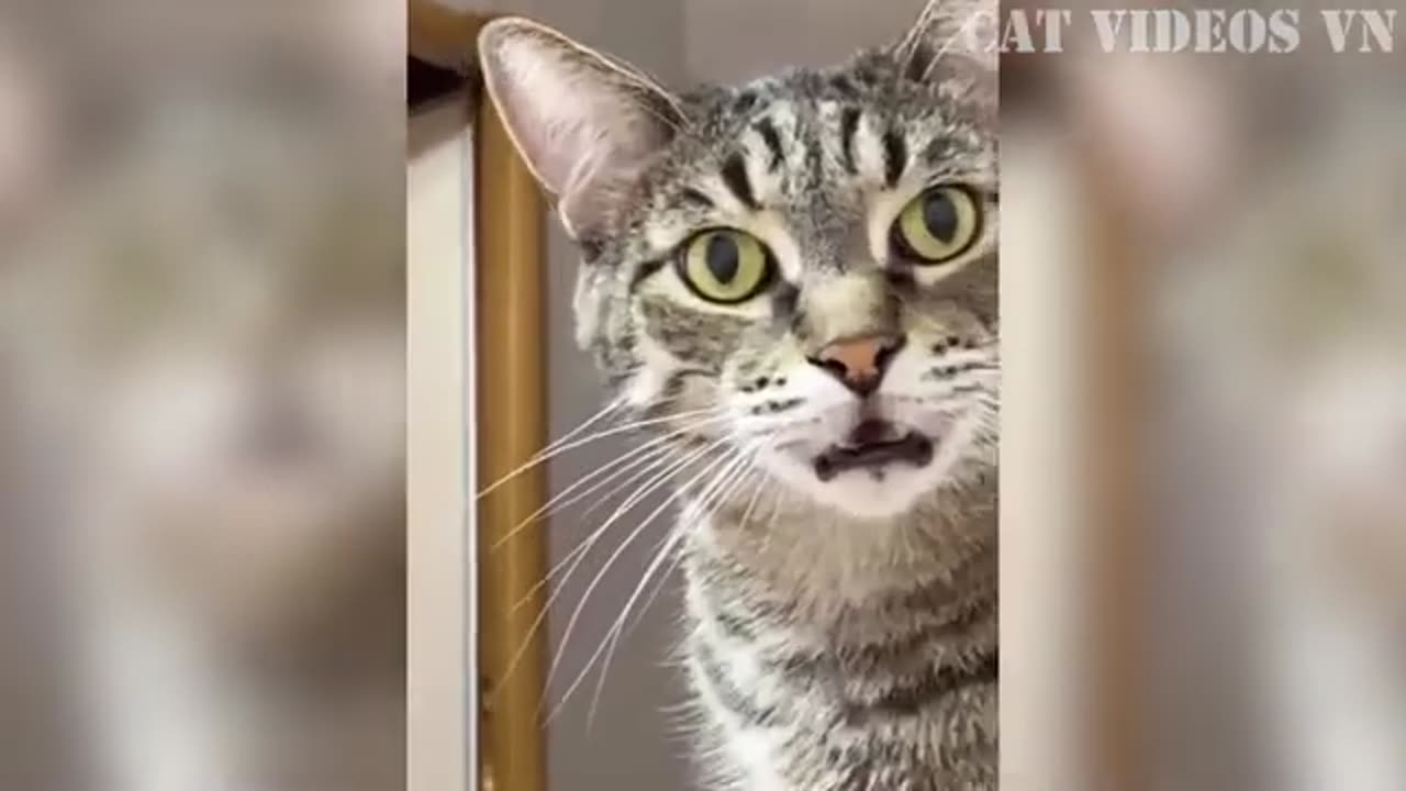 Funniest Cats and Dogs Compilation | Best Funniest Video 2023 | Funny Animal Videos
