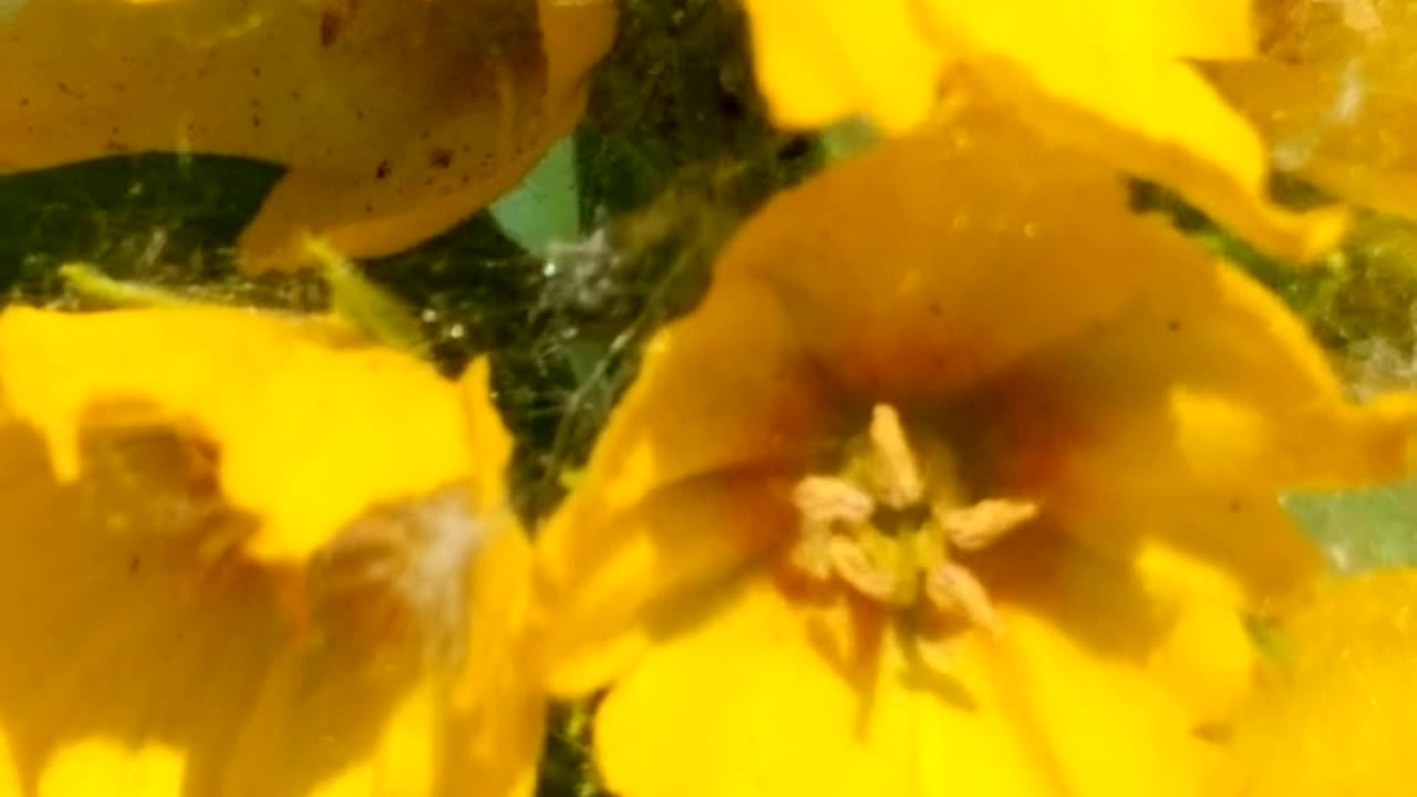 Yellow Loosestrife Flowers - Gorgeous Blooms