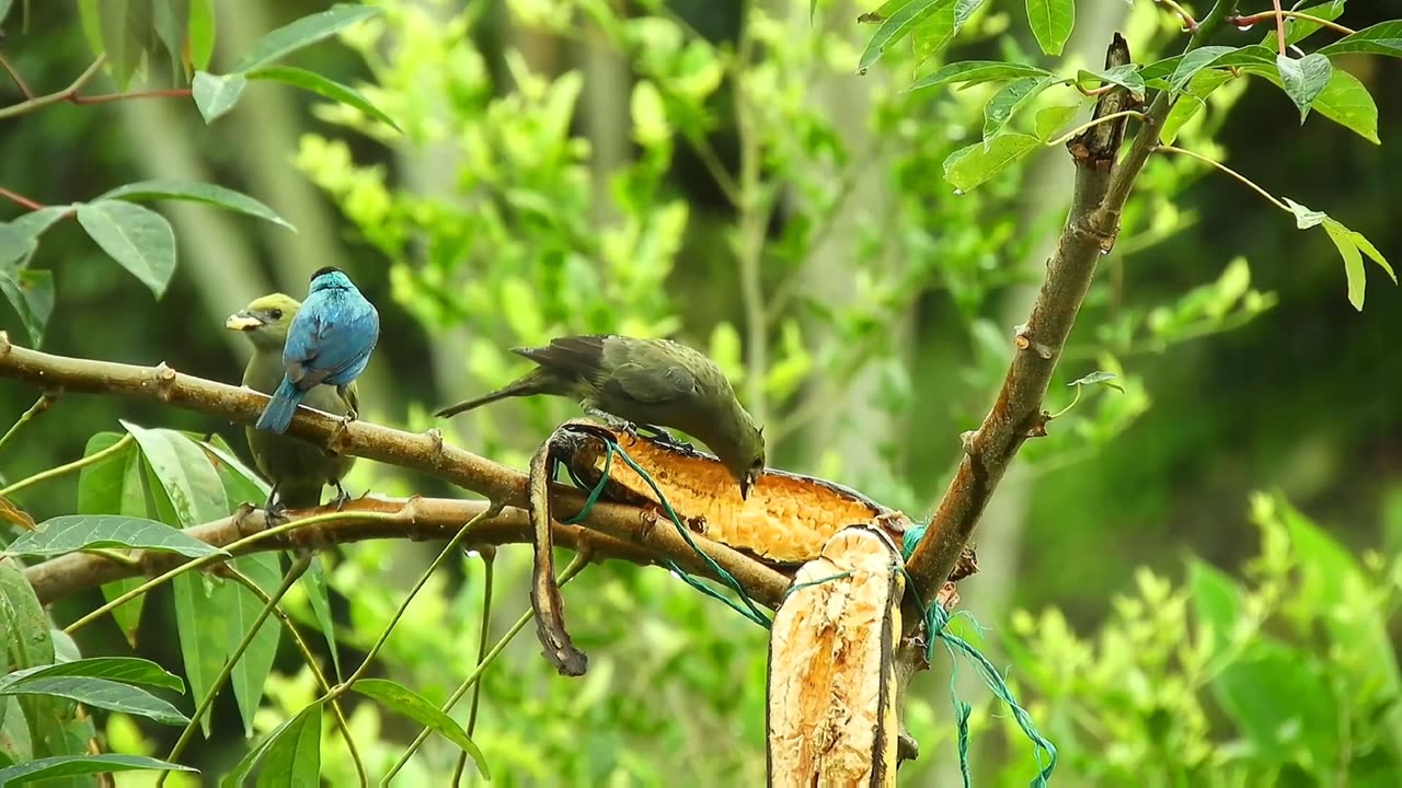 COLORFUL BIRDS 12K HDR 120FPS ULTRA HD DOLBY VISION