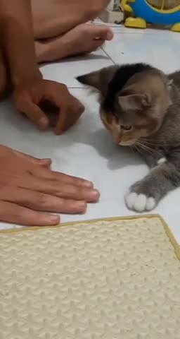 Cat learning tricks
