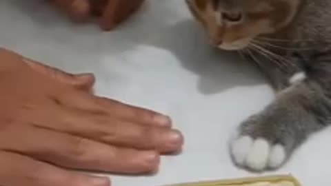 Cat learning tricks