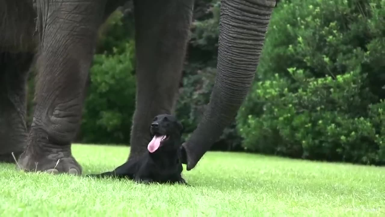 When your dog brings home a friend 🙈🤣