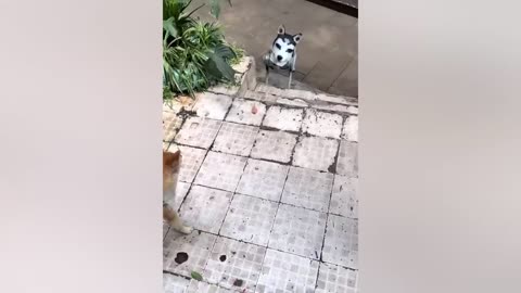 Funny animal 2023 dogs funny cat