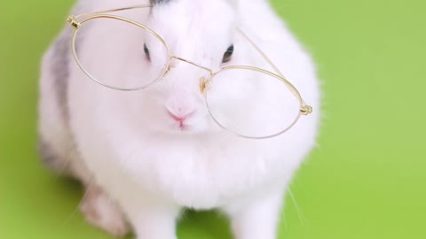 A Cute Bunny reading a Book