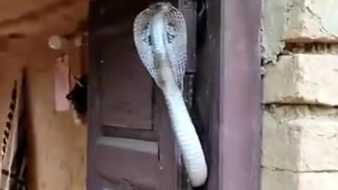 Home Alarm Cobra