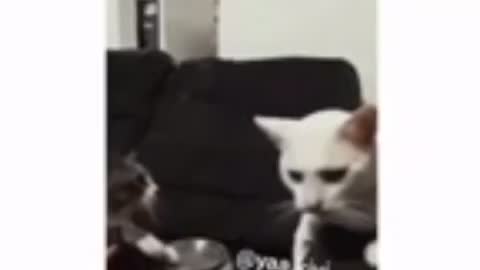 Cat 🐈 singing and playing drum