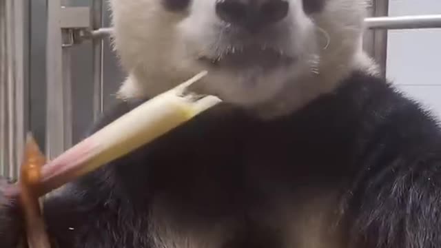 Panda invites you to dinner