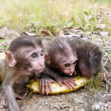 Amazing animals, three baby monkeys eat a super big banana, wild animals have no distance#2